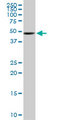 UGP2 Antibody - UGP2 monoclonal antibody (M01), clone 3H3. Western Blot analysis of UGP2 expression in NIH/3T3.
