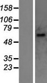 UGT1A10 Protein - Western validation with an anti-DDK antibody * L: Control HEK293 lysate R: Over-expression lysate