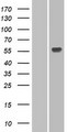 UGT1A3 Protein - Western validation with an anti-DDK antibody * L: Control HEK293 lysate R: Over-expression lysate