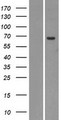 UGT2A1 Protein - Western validation with an anti-DDK antibody * L: Control HEK293 lysate R: Over-expression lysate