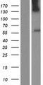 UGT3A1 Protein - Western validation with an anti-DDK antibody * L: Control HEK293 lysate R: Over-expression lysate