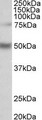 ULK3 Antibody - ULK3 antibody (1 ug/ml) staining of Human Hippocampus lysate (35 ug protein in RIPA buffer). Primary incubation was 1 hour. Detected by chemiluminescence.