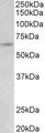 UMOD / Uromodulin Antibody - UMOD antibody (0.03 ug/ml) staining of HeLa lysate (35 ug protein in RIPA buffer). Primary incubation was 1 hour. Detected by chemiluminescence.