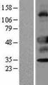 UNC5CL Protein - Western validation with an anti-DDK antibody * L: Control HEK293 lysate R: Over-expression lysate