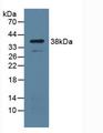 UP / UPP1 Antibody - Western Blot; Sample: Mouse Lung Tissue.