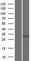 UPLP Protein - Western validation with an anti-DDK antibody * L: Control HEK293 lysate R: Over-expression lysate