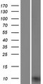 UQCRQ Protein - Western validation with an anti-DDK antibody * L: Control HEK293 lysate R: Over-expression lysate