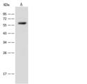 URAT1 / SLC22A12 Antibody - Anti-SLC22A12 rabbit polyclonal antibody at 1:500 dilution. Lane A: Hela Whole Cell Lysate. Lysates/proteins at 30 ug per lane. Secondary: Goat Anti-Rabbit IgG (H+L)/HRP at 1/10000 dilution. Developed using the ECL technique. Performed under reducing conditions. Predicted band size: 59 kDa.