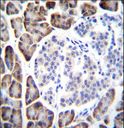 UROC1 Antibody - UROC1 Antibody immunohistochemistry of formalin-fixed and paraffin-embedded human pancreas tissue followed by peroxidase-conjugated secondary antibody and DAB staining.