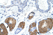 USE1 / p31 Antibody - USE1 antibody ARP37352_T100-NP_080193-2010315L10RIK Antibody IHC of formalin-fixed, paraffin-embedded Mouse Skin. Positive label: Sebaceous gland cell indicated with arrows. Antibody concentration 4-8 ug/ml. Magnification 400X.  This image was taken for the unconjugated form of this product. Other forms have not been tested.