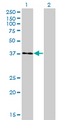 USF1 / USF Antibody - Western Blot analysis of USF1 expression in transfected 293T cell line by USF1 monoclonal antibody (M01), clone 3F6.Lane 1: USF1 transfected lysate(33.5 KDa).Lane 2: Non-transfected lysate.
