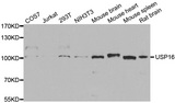 USP16 Antibody - Western blot analysis of extracts of various cell lines.