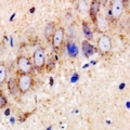 USP25 Antibody - Immunohistochemical analysis of USP25 staining in mouse brain formalin fixed paraffin embedded tissue section. The section was pre-treated using heat mediated antigen retrieval with sodium citrate buffer (pH 6.0). The section was then incubated with the antibody at room temperature and detected using an HRP conjugated compact polymer system. DAB was used as the chromogen. The section was then counterstained with hematoxylin and mounted with DPX.