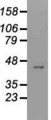 USP38 Antibody - Western blot analysis of 35ug of cell extracts from Green monkey Kiney (COS7) cells using anti-USP38 antibody.