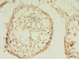 USP45 Antibody - Immunohistochemistry of paraffin-embedded human testis at dilution 1:100