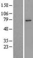 USP49 Protein - Western validation with an anti-DDK antibody * L: Control HEK293 lysate R: Over-expression lysate