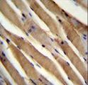 USP50 Antibody - USP50 Antibody immunohistochemistry of formalin-fixed and paraffin-embedded human skeletal muscle followed by peroxidase-conjugated secondary antibody and DAB staining.