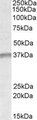 UTF1 Antibody - UTF1 antibody (1 ug/ml) staining of K562 lysate (35 ug protein/ml in RIPA buffer). Primary incubation was 1 hour. Detected by chemiluminescence.