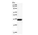 UTP3 / CRLZ1 Antibody - Western blot analysis of immunized recombinant protein, using anti-NAB1 monoclonal antibody.