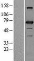 UTP3 / CRLZ1 Protein - Western validation with an anti-DDK antibody * L: Control HEK293 lysate R: Over-expression lysate