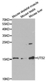UTS2 / Urotensin II Antibody - Western blot analysis of extracts of various cell lines.