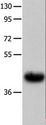 UTS2R / GPR14 Antibody - Western blot analysis of Human fetal muscle tissue, using UTS2R Polyclonal Antibody at dilution of 1:400.