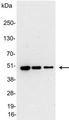 V5 Tag Antibody - Detection of V5-tagged fusion protein in 200, 100, and 50ng of E. coli lysate