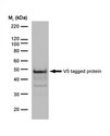 V5 Tag Antibody - V5 tagged protein detected with Mouse anti-V5-tag (MOUSE ANTI V5-TAG).