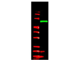 V5 Tag Antibody - Anti-V5 Epitope Tag Polyclonal Antibody - Western Blot. Anti-V5 epitope tag polyclonal antibody detects V5-tagged recombinant protein by western blot. This antibody was used at 1.0 ug/ml to detect 0.05 ug (lane 2) of full-length recombinant mouse serum albumin containing the V5 epitope tag at the carboxy end. Comparison to MW markers (lane 1) indicates detection of monomeric V5 tagged albumin. A 4-20% gradient gel was used to separate the protein by SDS-PAGE under non-reducing conditions. The protein was transferred to nitrocellulose using standard methods. After blocking the membrane was probed with the primary antibody overnight at 4C followed by washes and reaction with a 1:10000 dilution of IRDye 800 conjugated Gt-a-Rabbit IgG [H&L] (code for 45 min at room temperature. LICORs Odyssey Infrared Imaging System was used to scan and process the image. Other detection systems will yield similar results.