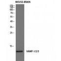 VAMP1+2+3 Antibody - Western blot of VAMP-1/2/3 antibody