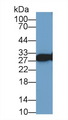 VAP33 / VAPA Antibody - Western Blot; Sample: Human Lung lysate; Primary Ab: 1µg/ml Rabbit Anti-Human VAPA Antibody Second Ab: 0.2µg/mL HRP-Linked Caprine Anti-Rabbit IgG Polyclonal Antibody