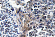 VASP Antibody - IHC of p-VASP (S157) pAb in paraffin-embedded human tonsil tissue.