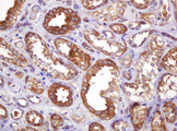 VBP1 Antibody - IHC of paraffin-embedded Human Kidney tissue using anti-VBP1 mouse monoclonal antibody. (Heat-induced epitope retrieval by 10mM citric buffer, pH6.0, 120°C for 3min).