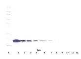 VEGFA / VEGF Antibody - Western Blot (reducing) of VEGF antibody. This image was taken for the unconjugated form of this product. Other forms have not been tested.