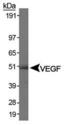 VEGFA / VEGF Antibody - VEGF Antibody (VG76e) - Western blot of VEGF in human kidney protein.  This image was taken for the unconjugated form of this product. Other forms have not been tested.