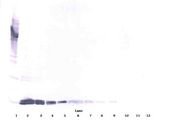 VEGFA / VEGF Antibody - Western Blot (reducing) of VEGF antibody