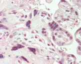 VGLL1 Antibody - Human Placenta: Formalin-Fixed, Paraffin-Embedded (FFPE).  This image was taken for the unconjugated form of this product. Other forms have not been tested.