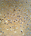 VHL / Von Hippel Lindau Antibody - VHL Antibody (RB18667) IHC of formalin-fixed and paraffin-embedded mouse brain tissue followed by peroxidase-conjugated secondary antibody and DAB staining.