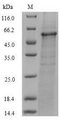nfuA Protein - (Tris-Glycine gel) Discontinuous SDS-PAGE (reduced) with 5% enrichment gel and 15% separation gel.