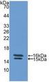 VIP Antibody - Western Blot; Sample: Recombinant VIP, Human.