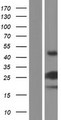 VMAC Protein - Western validation with an anti-DDK antibody * L: Control HEK293 lysate R: Over-expression lysate