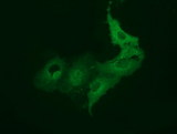 VMD2L3 / BEST3 Antibody - Anti-BEST3 mouse monoclonal antibody  immunofluorescent staining of COS7 cells transiently transfected by pCMV6-ENTRY BEST3.
