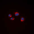 VN1R2 Antibody - Immunofluorescent analysis of VN1R2 staining in A549 cells. Formalin-fixed cells were permeabilized with 0.1% Triton X-100 in TBS for 5-10 minutes and blocked with 3% BSA-PBS for 30 minutes at room temperature. Cells were probed with the primary antibody in 3% BSA-PBS and incubated overnight at 4 deg C in a humidified chamber. Cells were washed with PBST and incubated with a DyLight 594-conjugated secondary antibody (red) in PBS at room temperature in the dark. DAPI was used to stain the cell nuclei (blue).