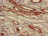 VNN1 Antibody - Immunohistochemistry image of paraffin-embedded human kidney tissue at a dilution of 1:100