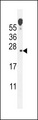 VOPP1 / ECOP Antibody - ECOP Antibody western blot of mouse lung tissue lysates (35 ug/lane). The ECOP antibody detected the ECOP protein (arrow).