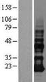 VOPP1 / ECOP Protein - Western validation with an anti-DDK antibody * L: Control HEK293 lysate R: Over-expression lysate