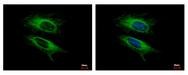 VPS11 Antibody - VPS11 antibody detects VPS11 protein at cytoplasm by immunofluorescent analysis. HeLa cells were fixed in -20 100% MeOH for 5 min. VPS11 protein stained by VPS11 antibody diluted at 1:500. 