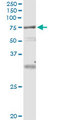 VPS18 Antibody - Immunoprecipitation of VPS18 transfected lysate using anti-VPS18 monoclonal antibody and Protein A Magnetic Bead.