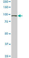 VPS18 Antibody - VPS18 monoclonal antibody (M01), clone 4F8. Western blot of VPS18 expression in Raw 264.7.