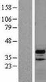 VPS37B Protein - Western validation with an anti-DDK antibody * L: Control HEK293 lysate R: Over-expression lysate